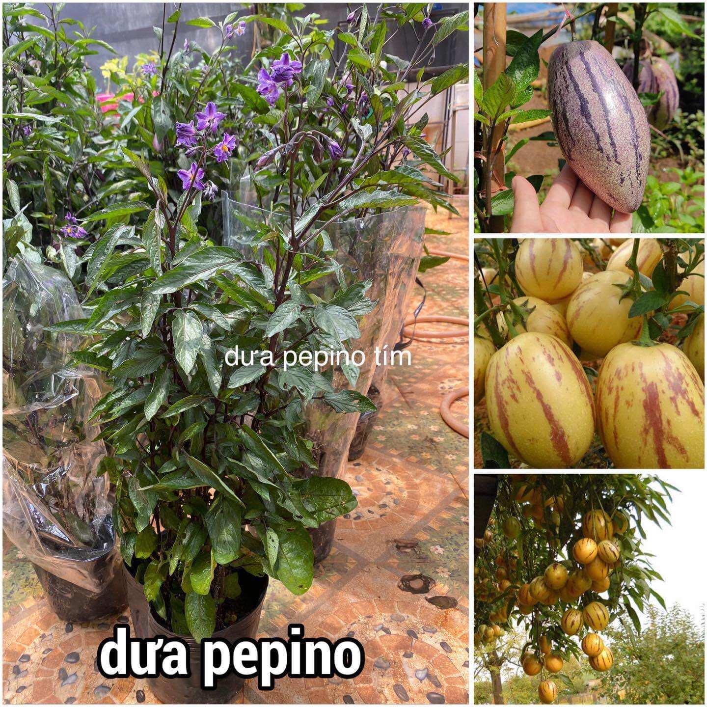 Cây giống dưa peppino