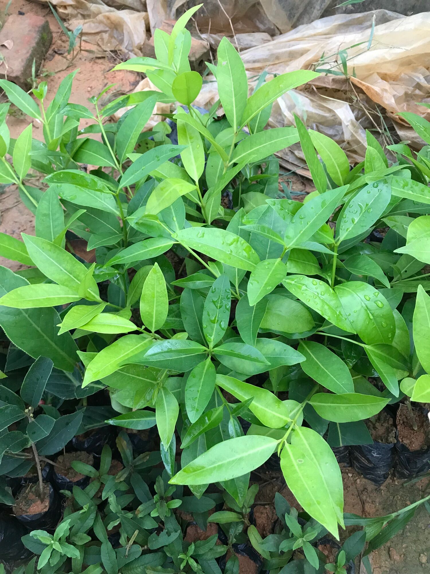 giống cây vối
