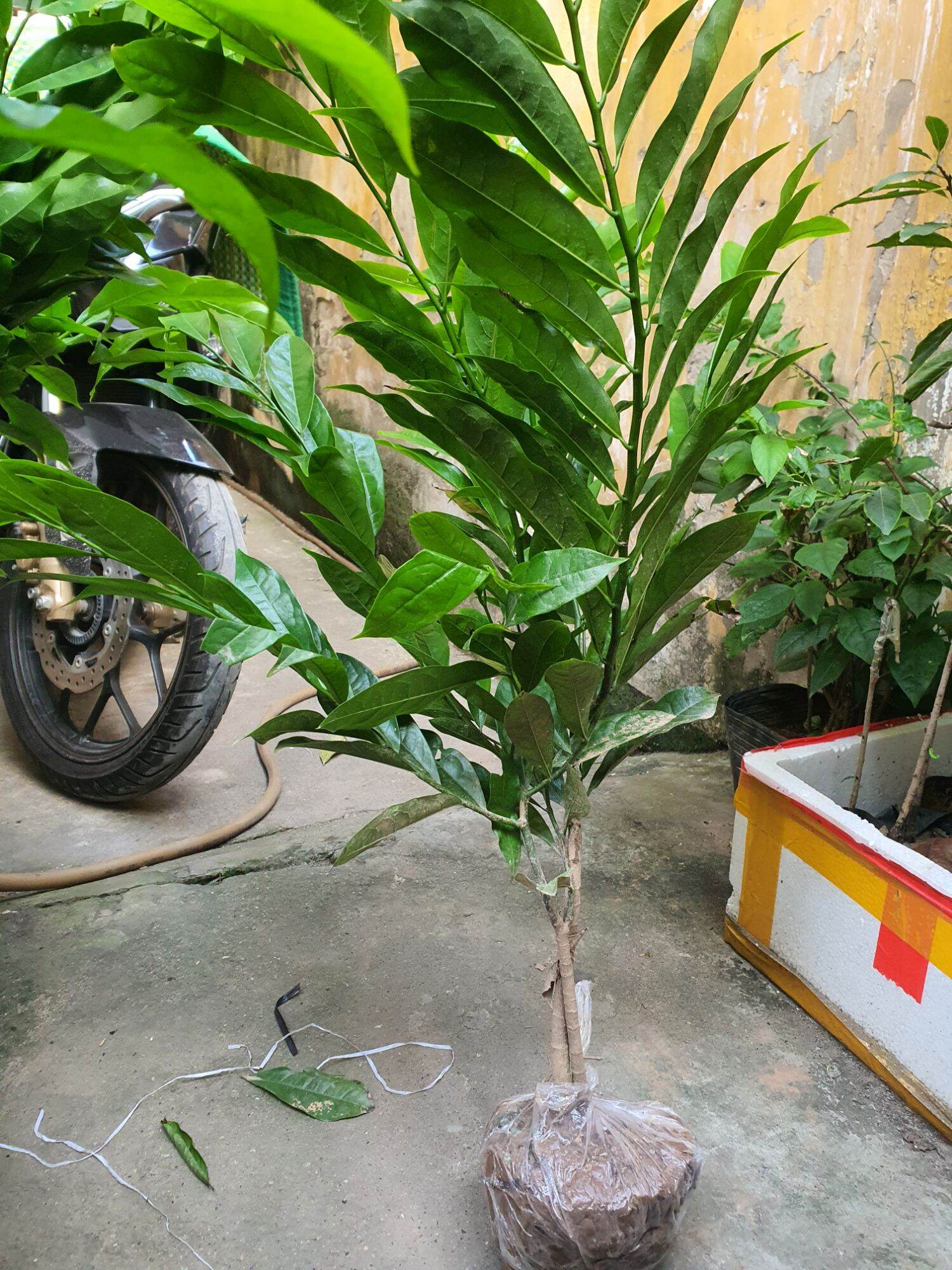 Cây hoa móng rồng hay cây dẻ thơm