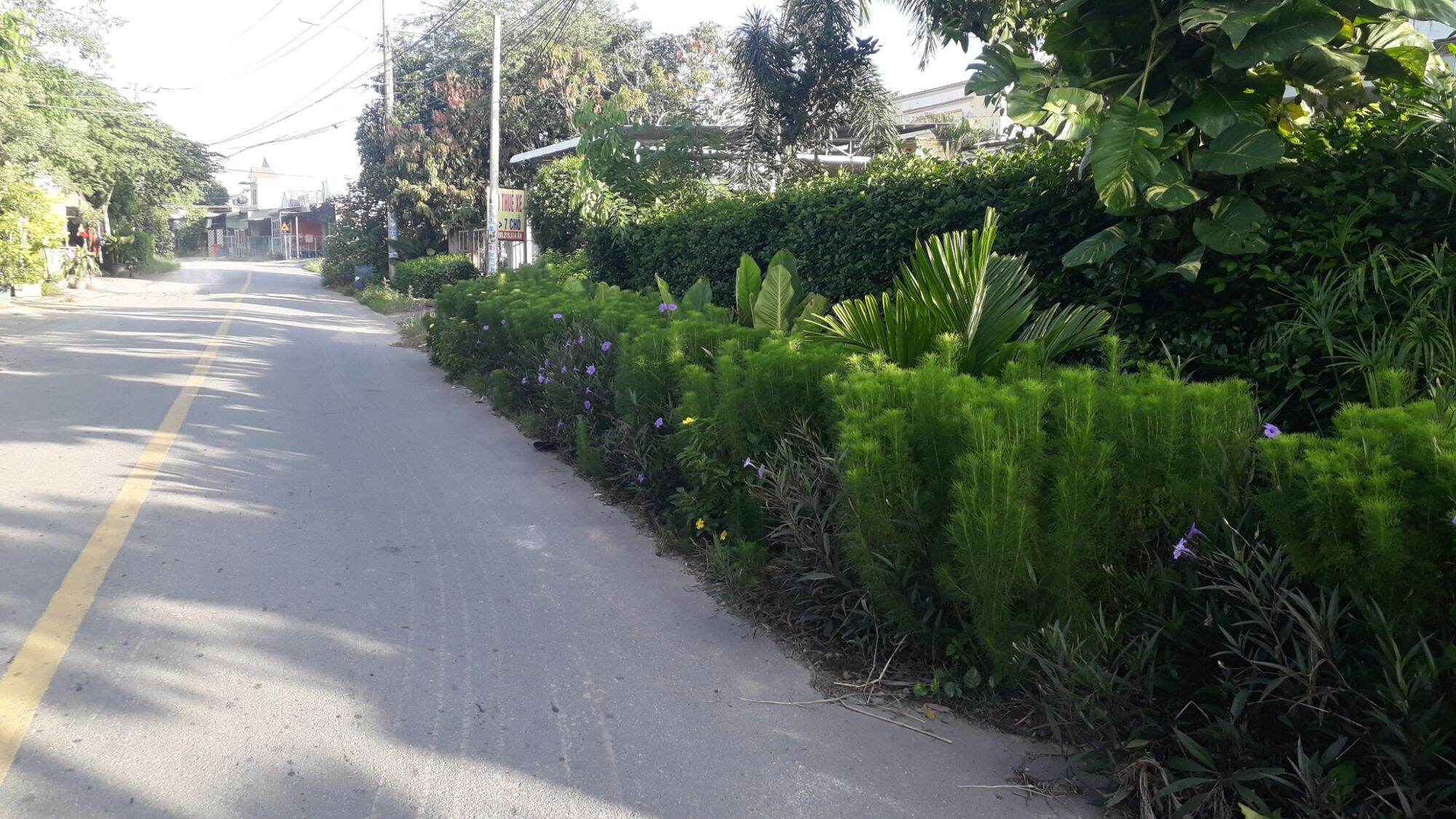 Giống thì là thân gỗ