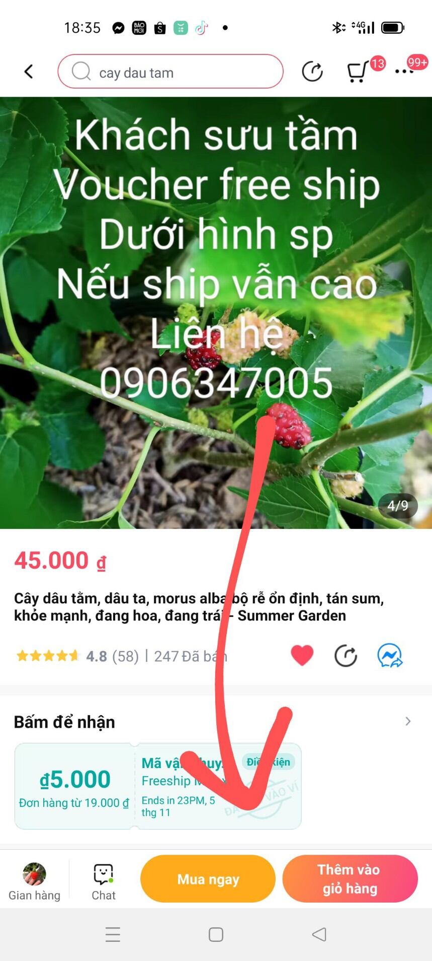 Cây sung nếp ăn trái, cây đang trái
