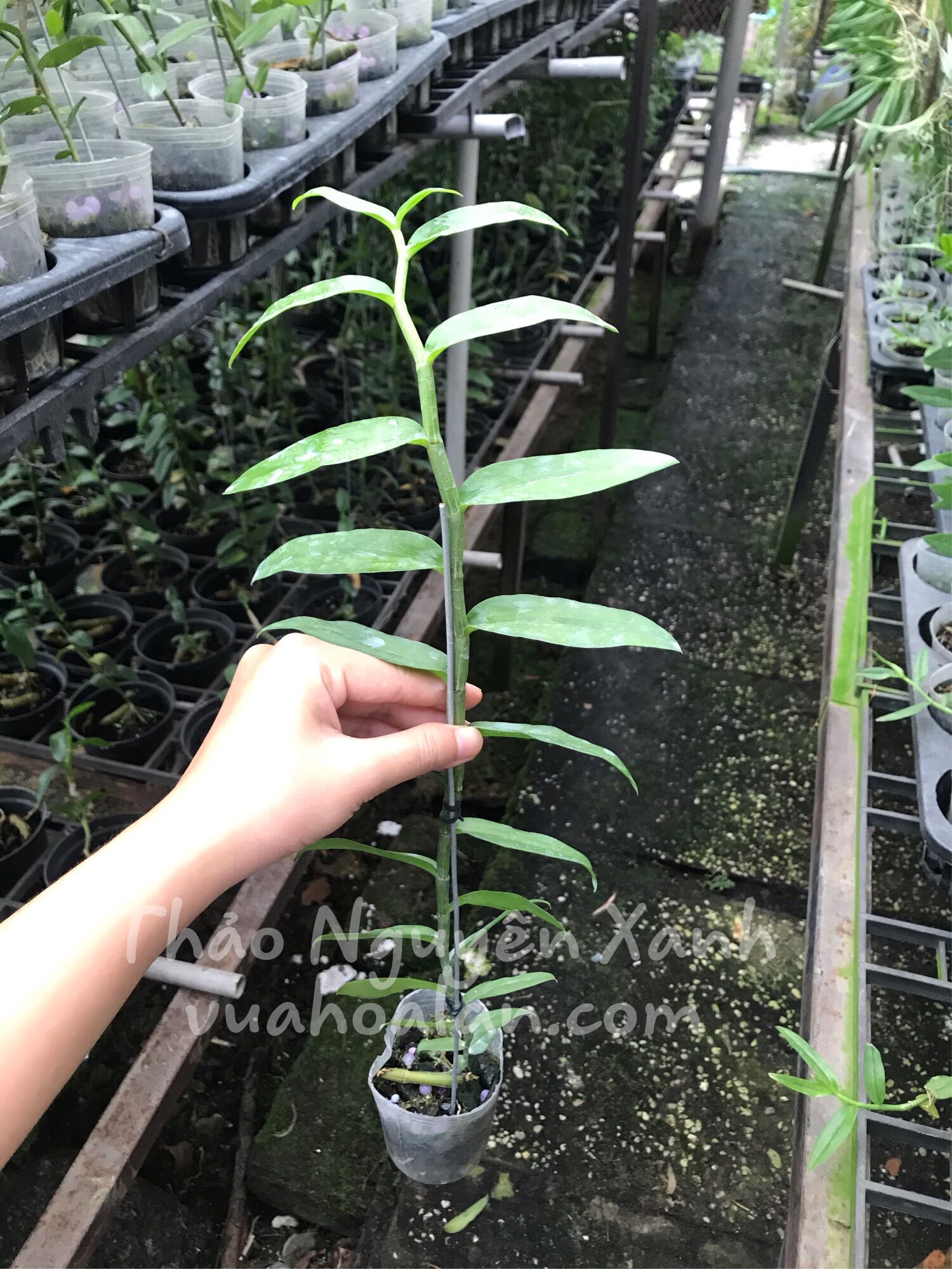 Phi Điệp (5ct) Họng Hồng Cây Trung (40-50cm)