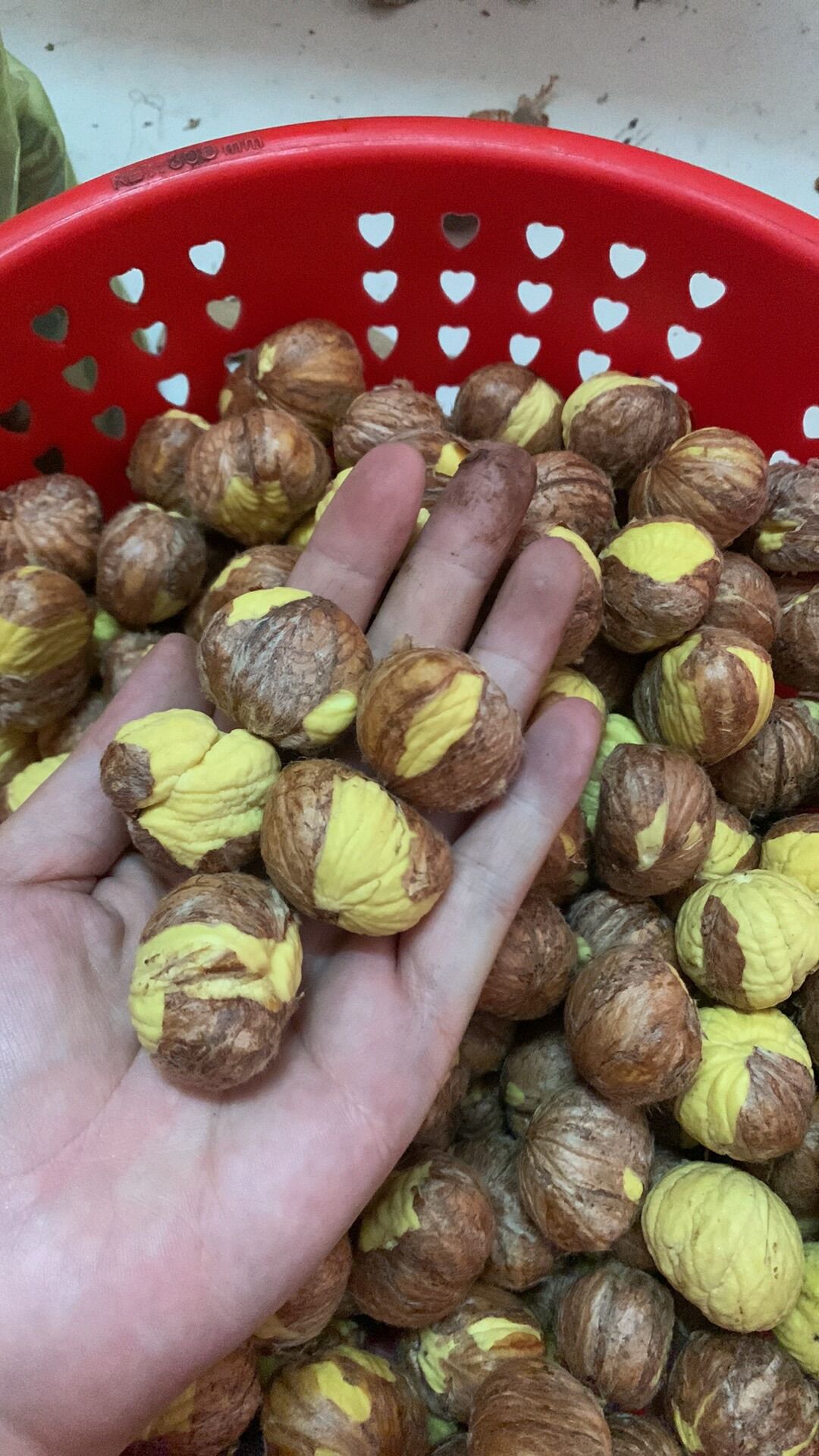 HẠT DÊ TƯƠI BÓC VỎ SẴN [ túi 500gr ] hút chân không