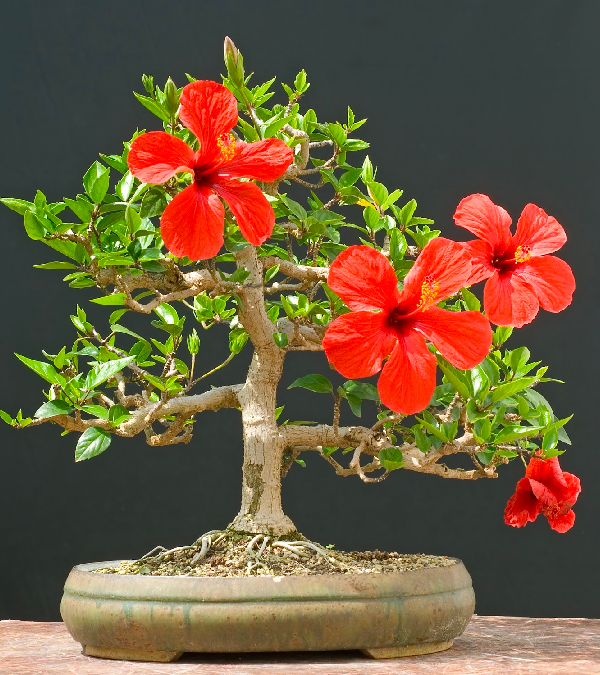 Phôi hoa dâm bụt bonsai