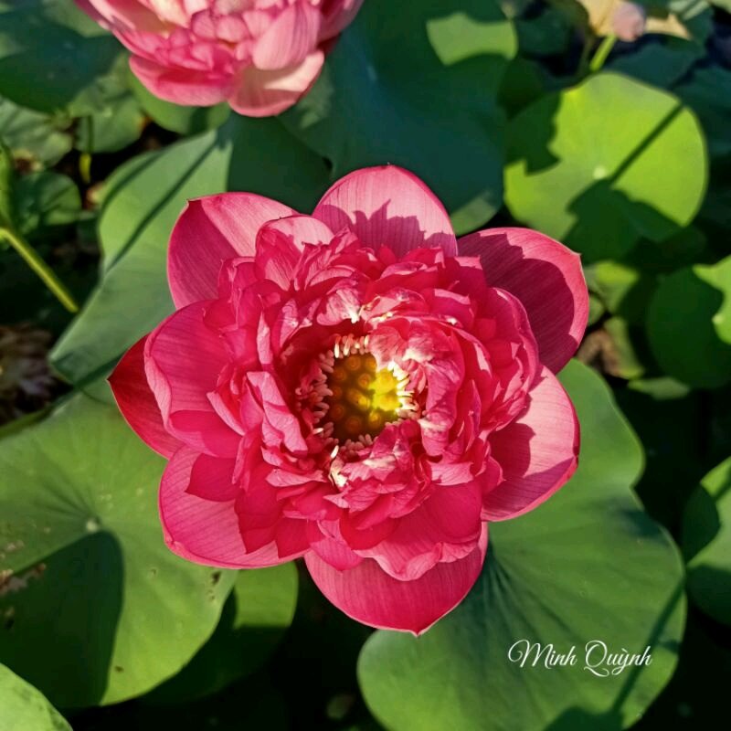 Củ sen Rosy sunshine
