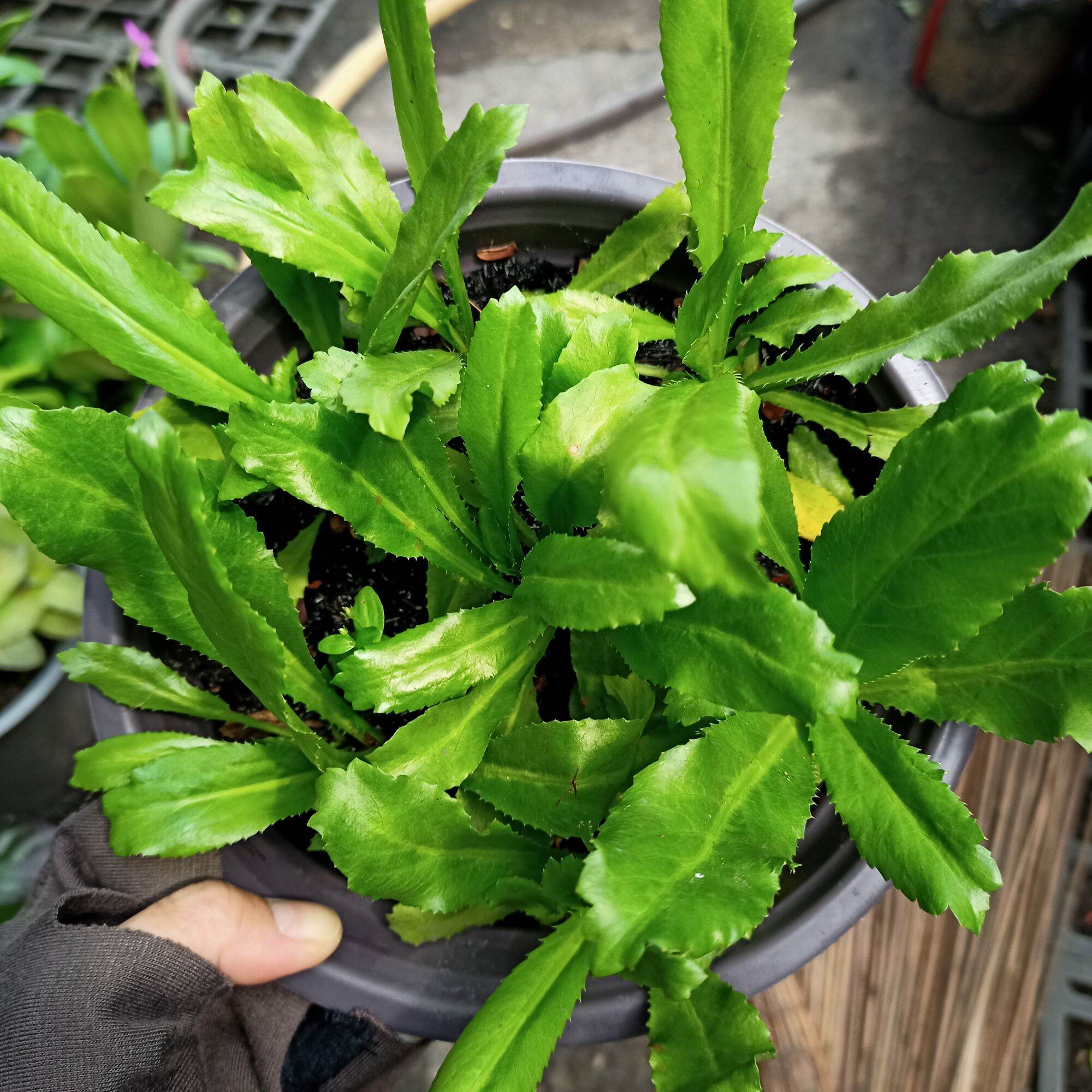 Chậu rau ngò gai