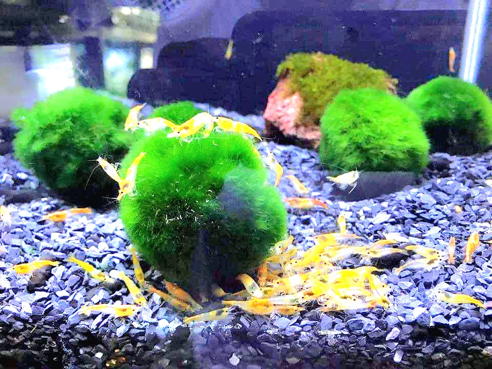 Tảo cầu Marimo Moss Ball trang trí hồ tép, thủy sinh (Size lớn 3cm)