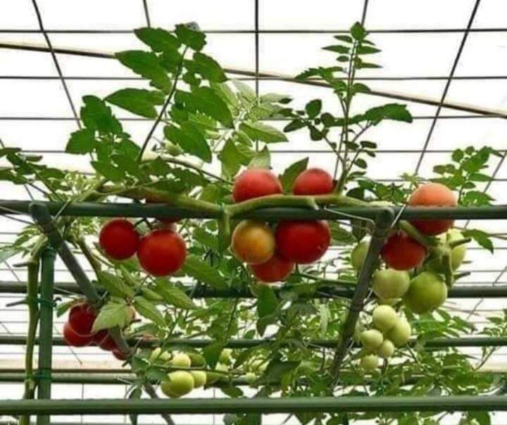 Hạt cà chua bạch tuột 15 Hạt F1 giống tốt