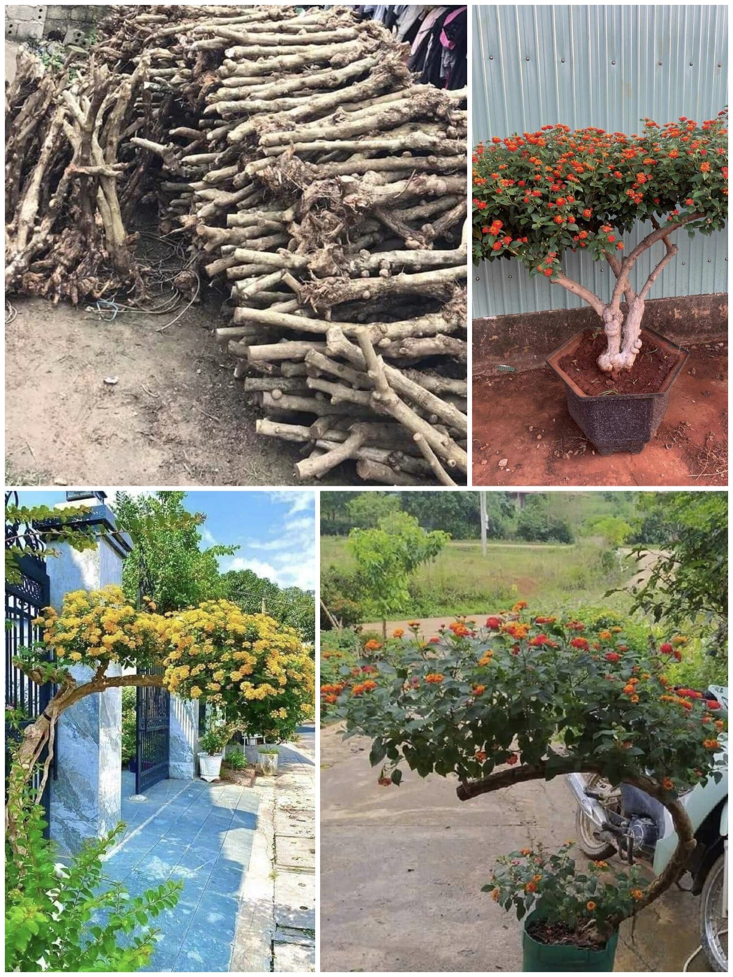 ( CÂY GIỐNG) 1 cây gốc trâm ổi lâu năm