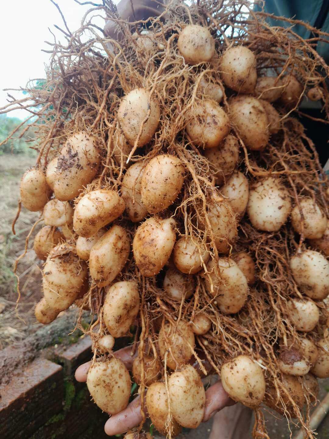 2Kg Củ LÙN Size trung chưa luộc bột ngon ngọt