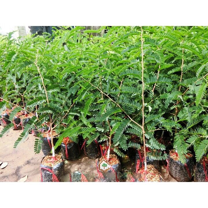 Cây giống me thái/ me ngọt ươm hạt