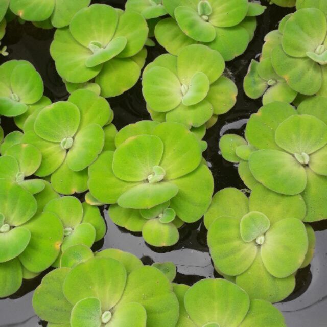 Bèo cái thủy sinh - 5 cây bèo cái thủy sinh