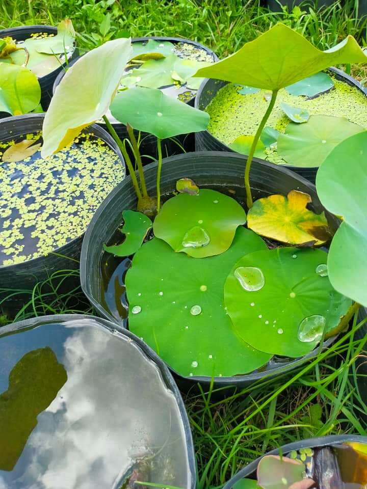 củ sen phật âm phớt hồng