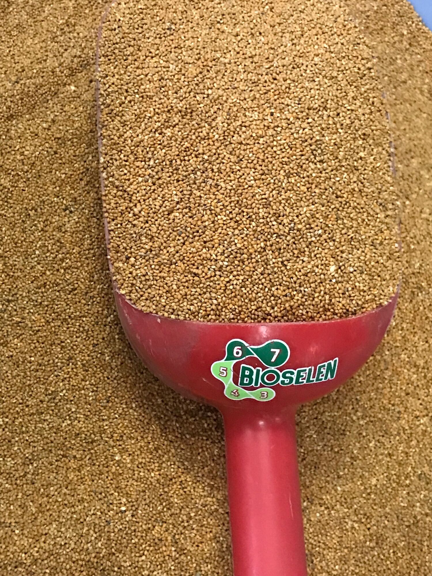 [HCM]HẠT KÊ ĐỎ NHỎ AĐ -GÓI 1KG -HẠT DINH DƯỠNG CHO YẾN PHỤNGMANH MANHCU GÁYBỒ CÂU …