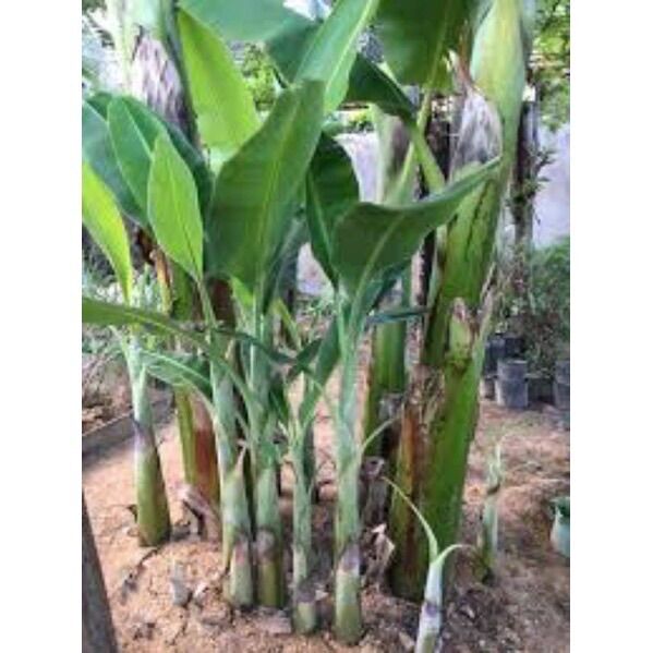 Cây giống cây chuối sứ , chuối xiêm