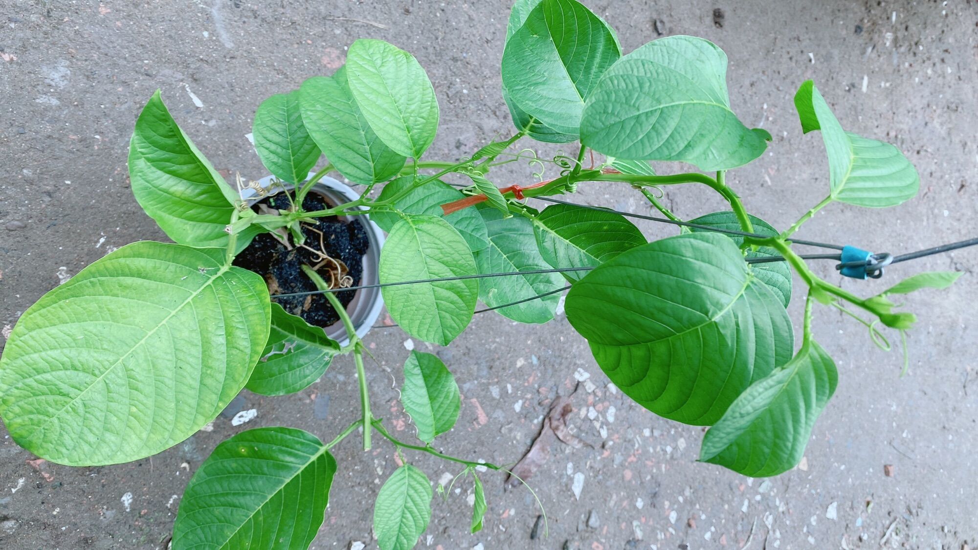 Cây Dưa Tây