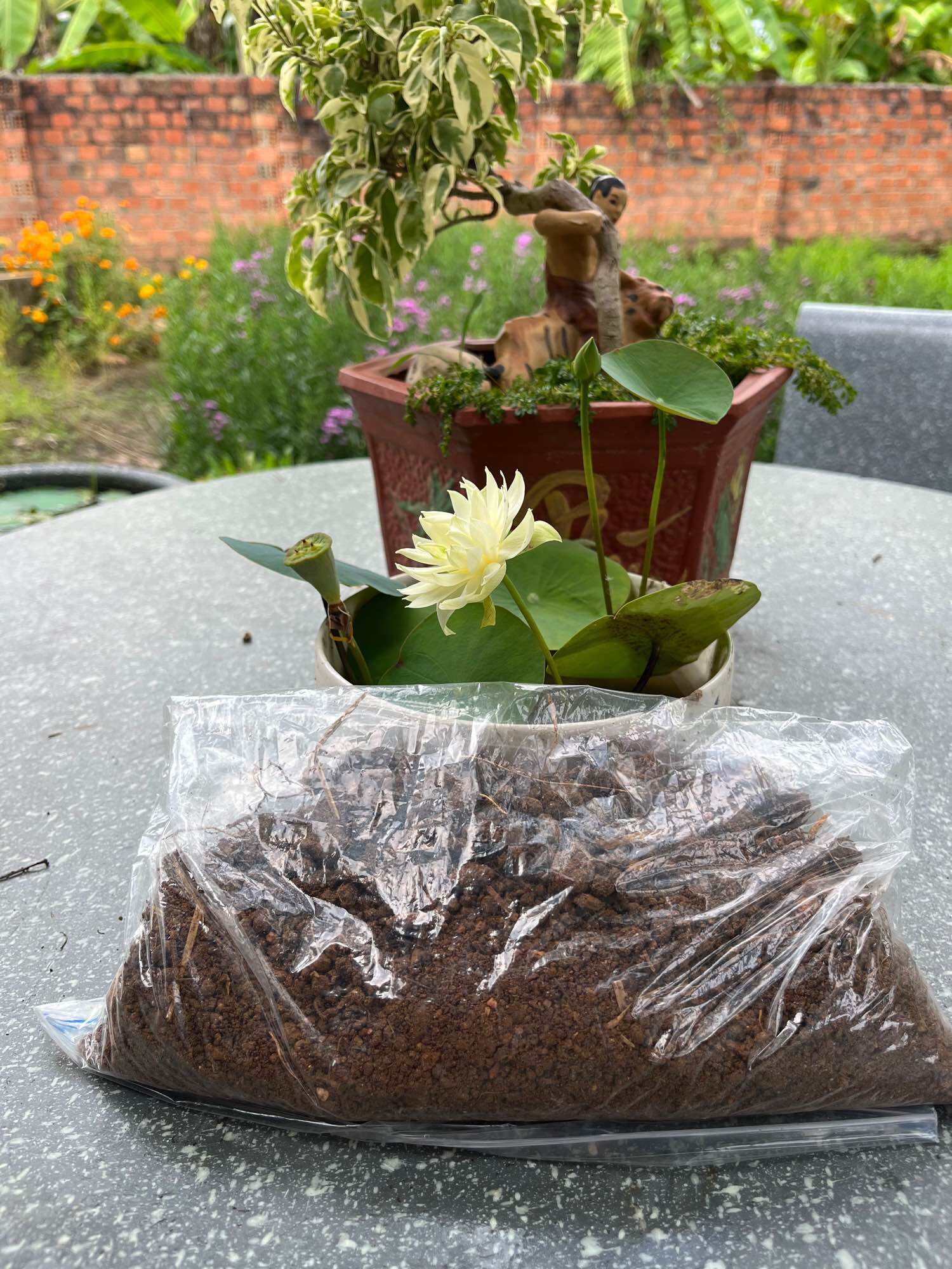 2kg bùn khô trồng sen mini