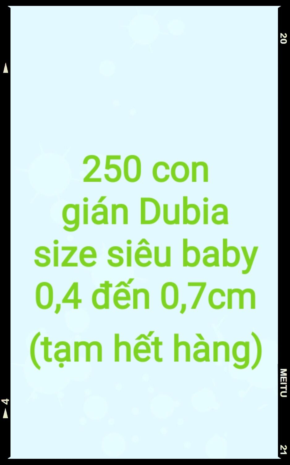 Hộp 250 con gián dubia size siêu baby 0,4-0,7cm.