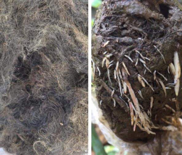 rễ lục bình khô, rễ bèo tây chiết cành, giá thể nhân giống 500g,  0,5kg[giá siêu rẻ]