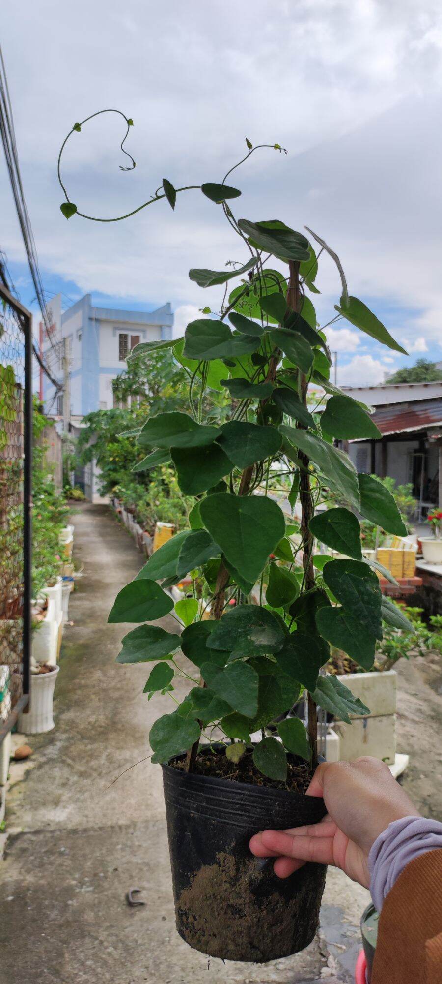 Cây sâm lông _sâm trơn