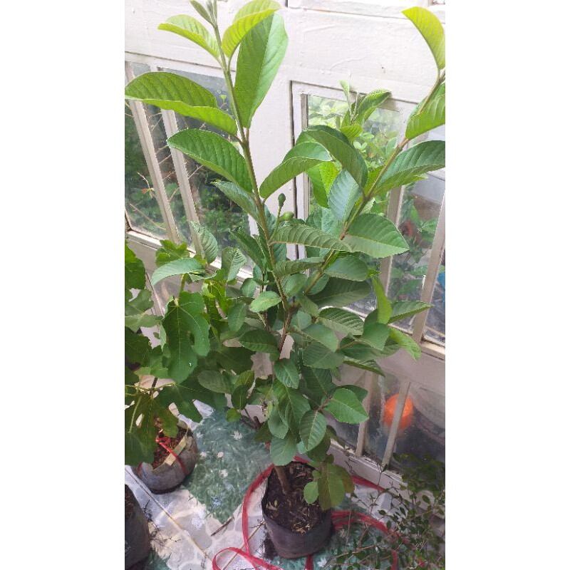 chậu cây ổi nữ hoàng cây đẹp mới về