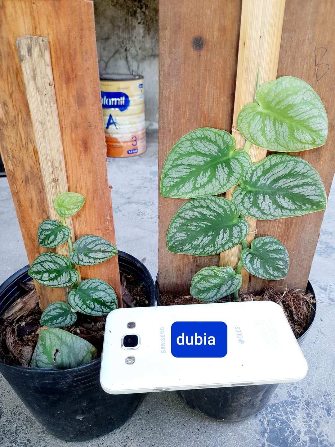 Cây monstera dubia