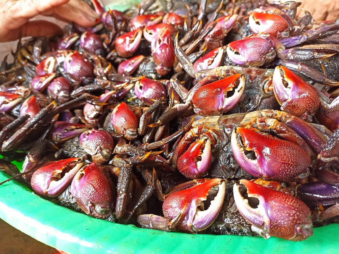 FREESHIP 1Kg BA KHÍA MUỐI CON LỚN - AN TOÀN VSTP - MẮM BA KHÍA - BA KHÍA CÀ MAU