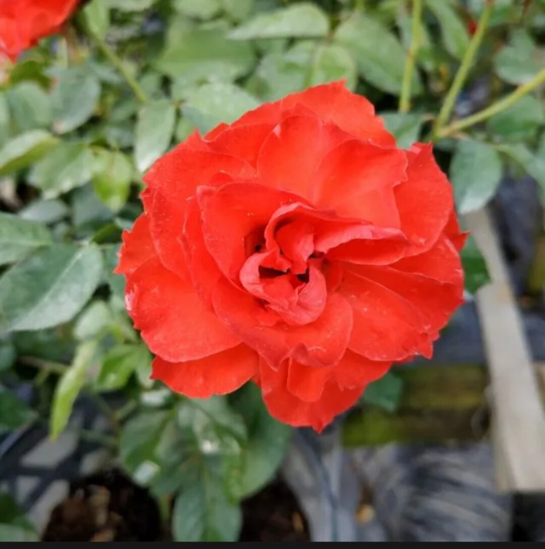 1 bầu giống HOA HỒNG LỬA Sa Đéc