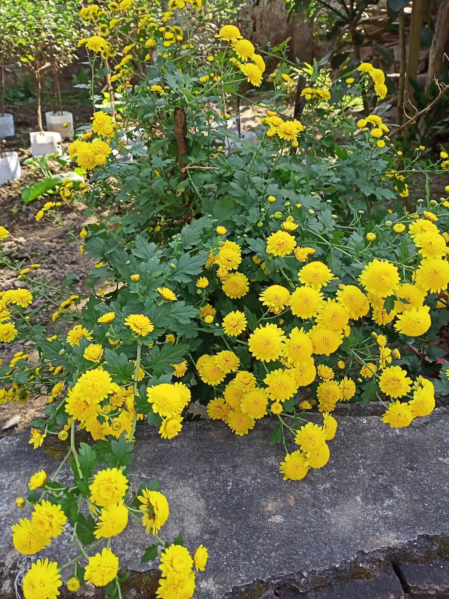 Cúc chi rủ (combo 5 cây giống)
