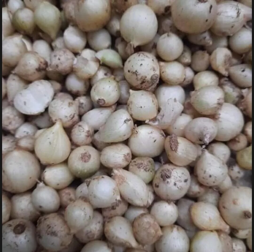 1kg củ nén hành tăm,củ nhỏ