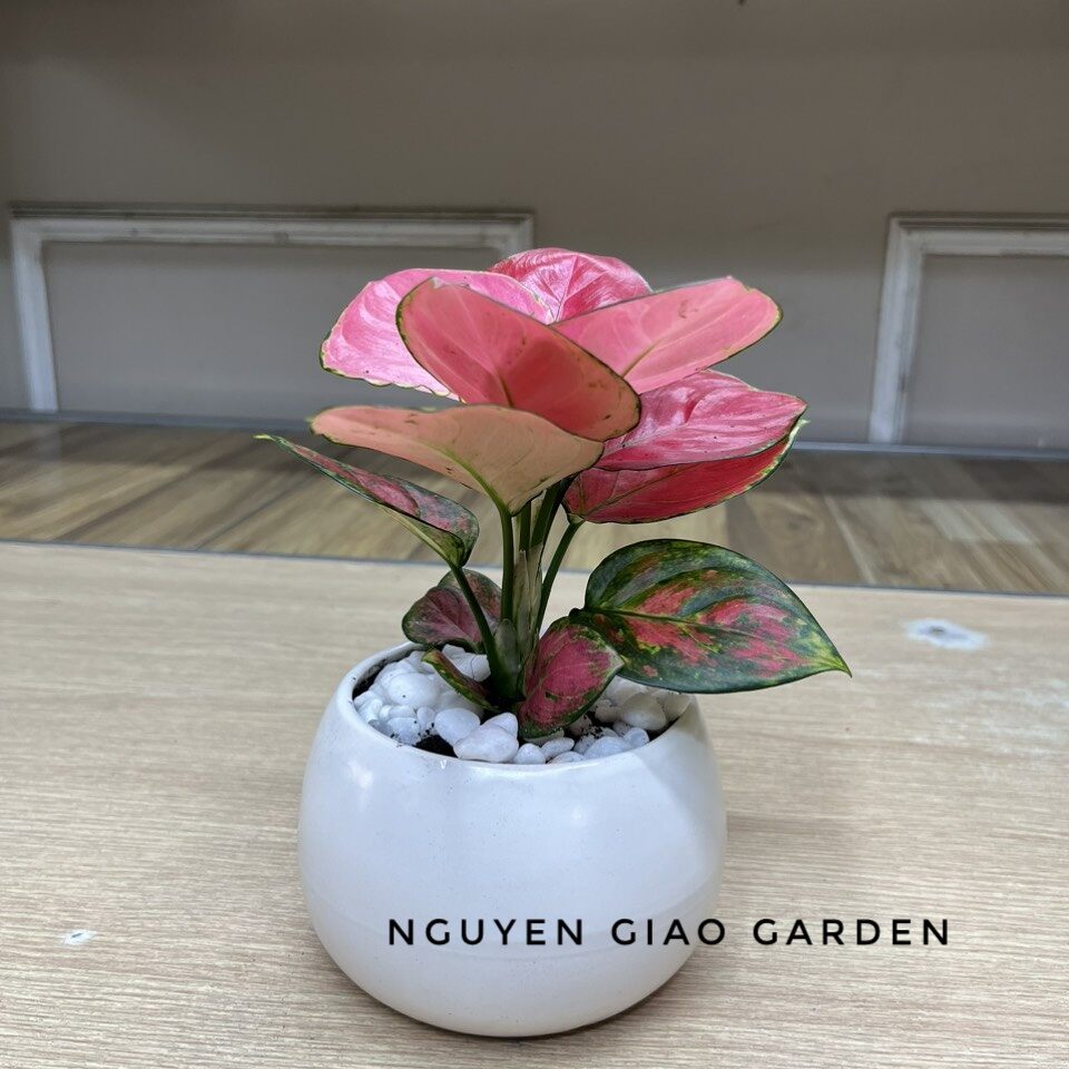 Cây vạn lộc đỏ chậu sứ tròn