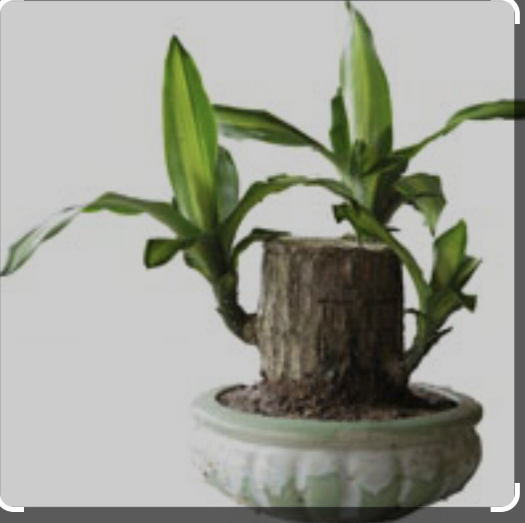 tiểu cảnh thiết mộc lan size lớn ( cây giống k kèm chậu)