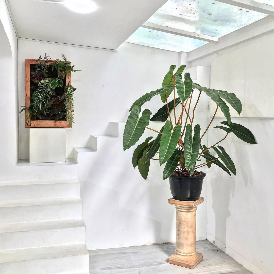 Philodendron Billietiae/Cây Hồng Hạc/Hạc Cam size mini