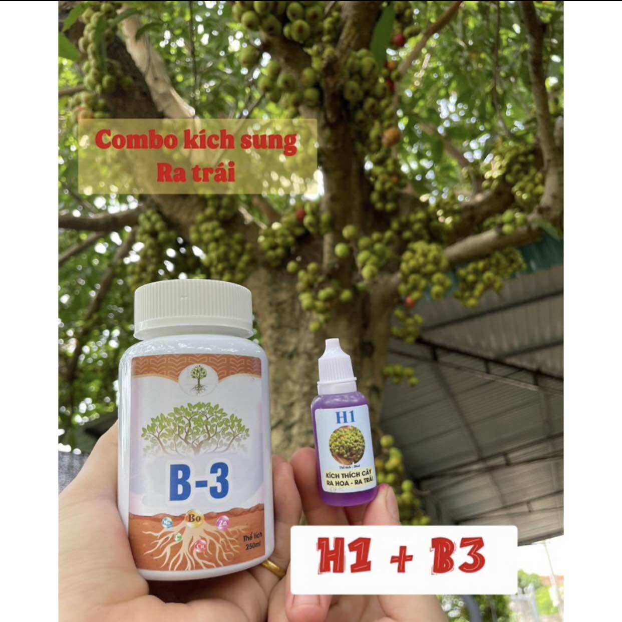 H1+B3 combo kích sung ra hoa và kích quả