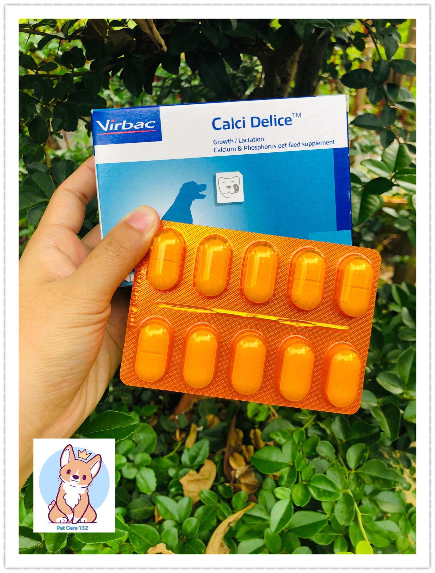 Bổ sung canxi cho chó mèo