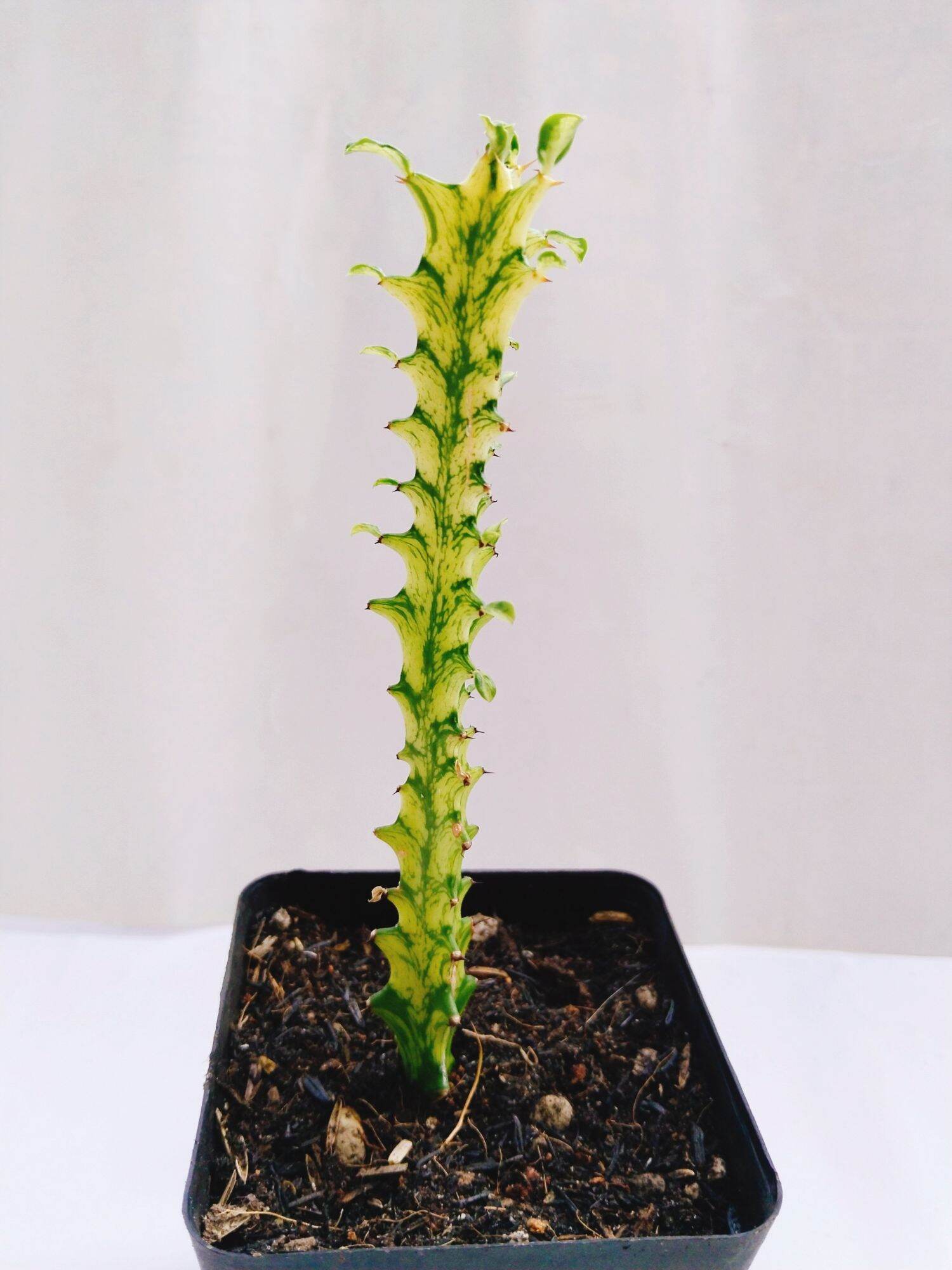 Xương rồng euphoria var vàng