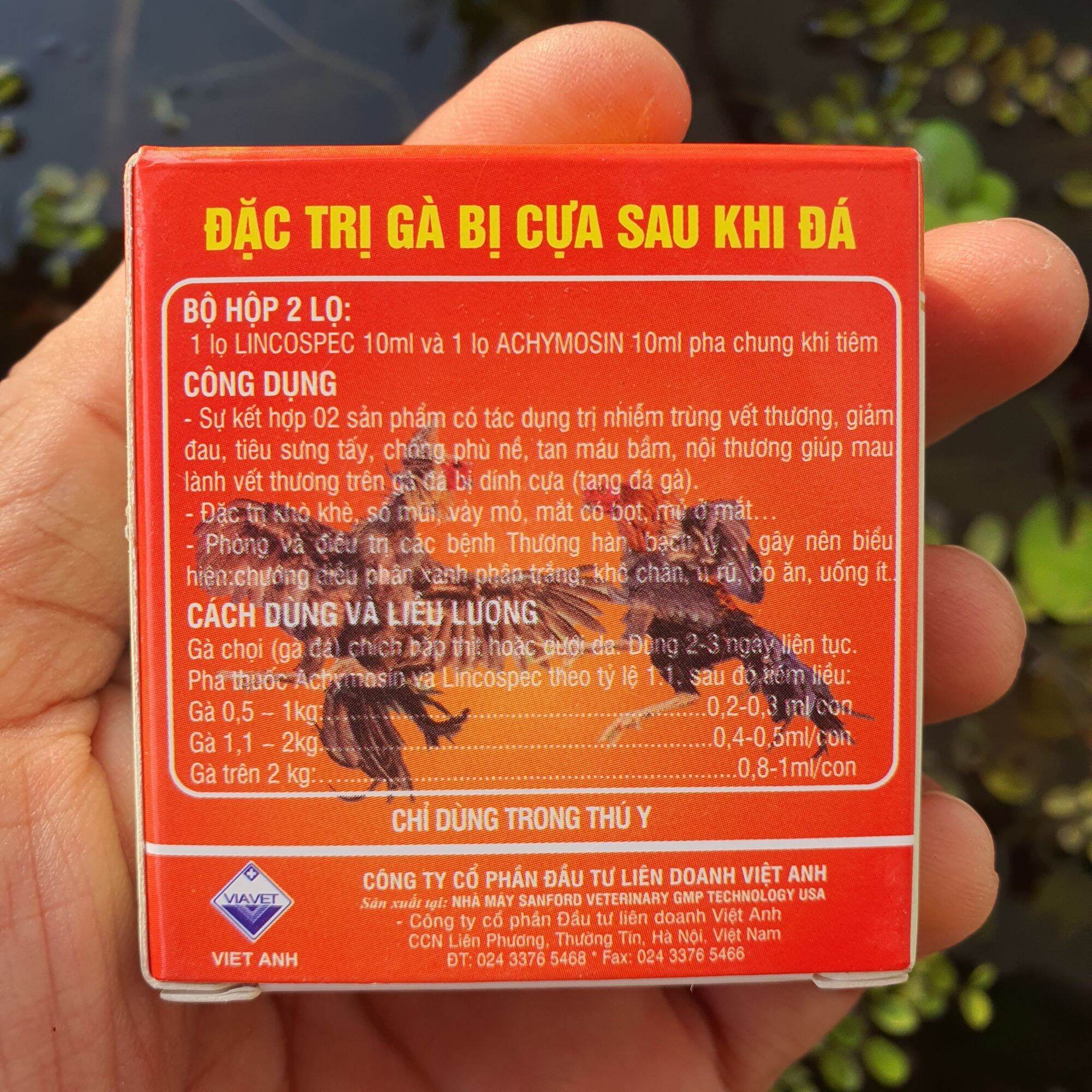 gà bị cựa sau đá
