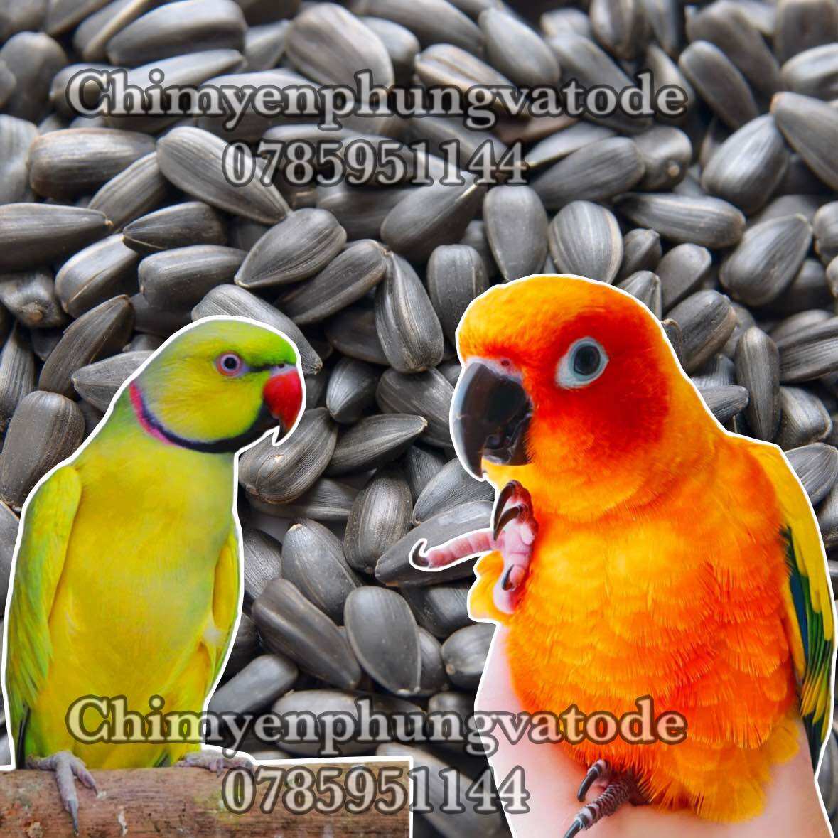 Hạt hướng dương đen/sọc nhỏ cho thú cưng: vẹt, sóc, hamster, nhím..