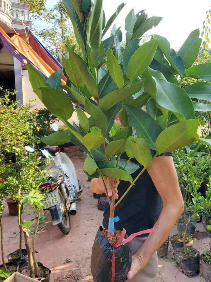 cây giống roi mận đỏ