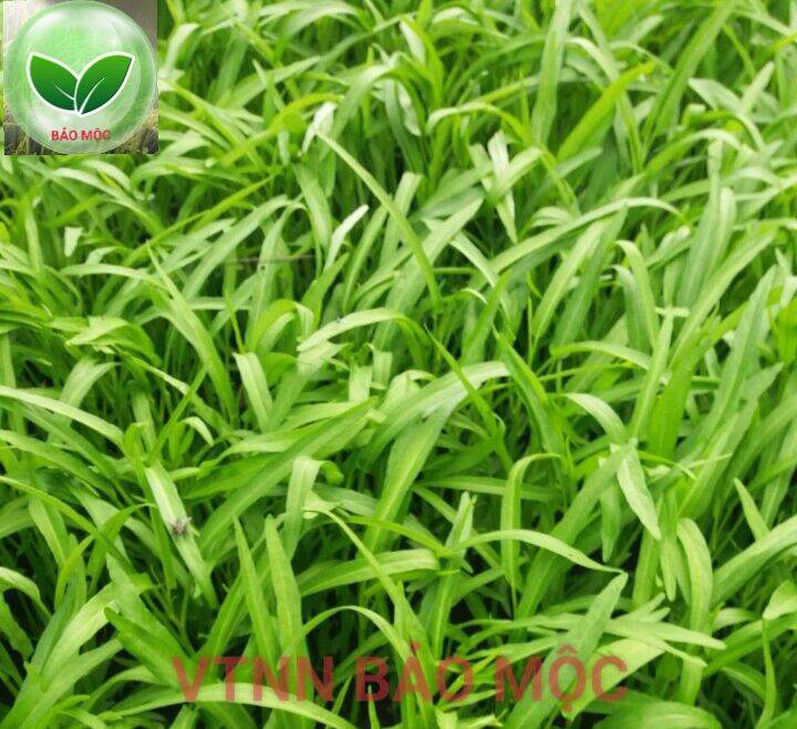 Siêu ra đọt - mập đọt - lá xanh - mướt lá - to lá