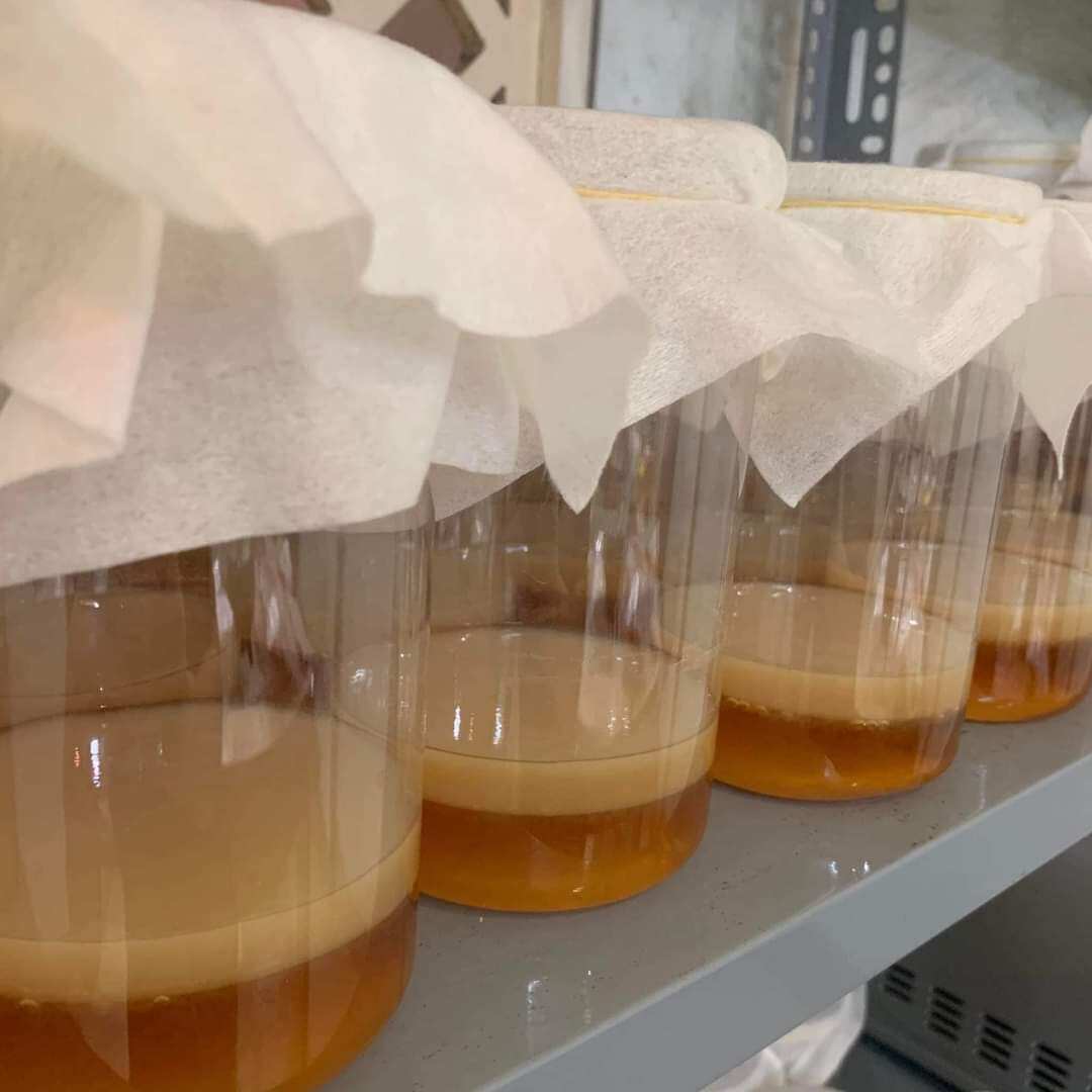 Scoby + Nước Mồi Làm Trà Kombucha combo 2 Con Nấm ( Kèm Cẩm Năng Hướng Dẫn Nuôi Chi Tiết Và Bảo Hành Nuôi Thành Công)