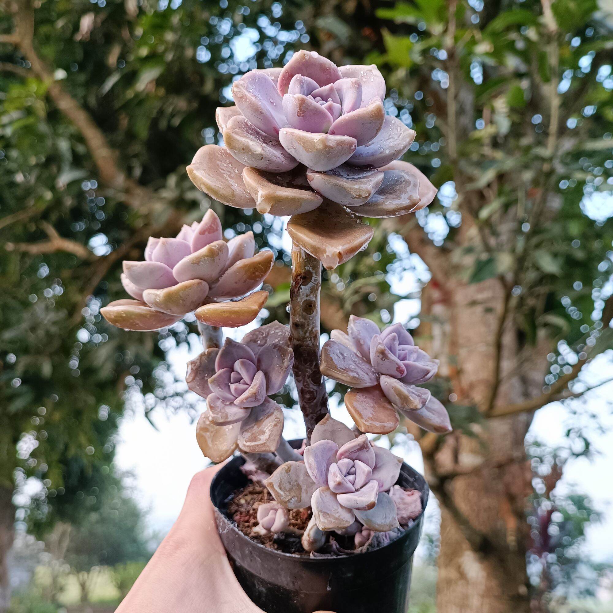 Sale Xả - Sen Đá Tím Thụ rất đẹp 😍