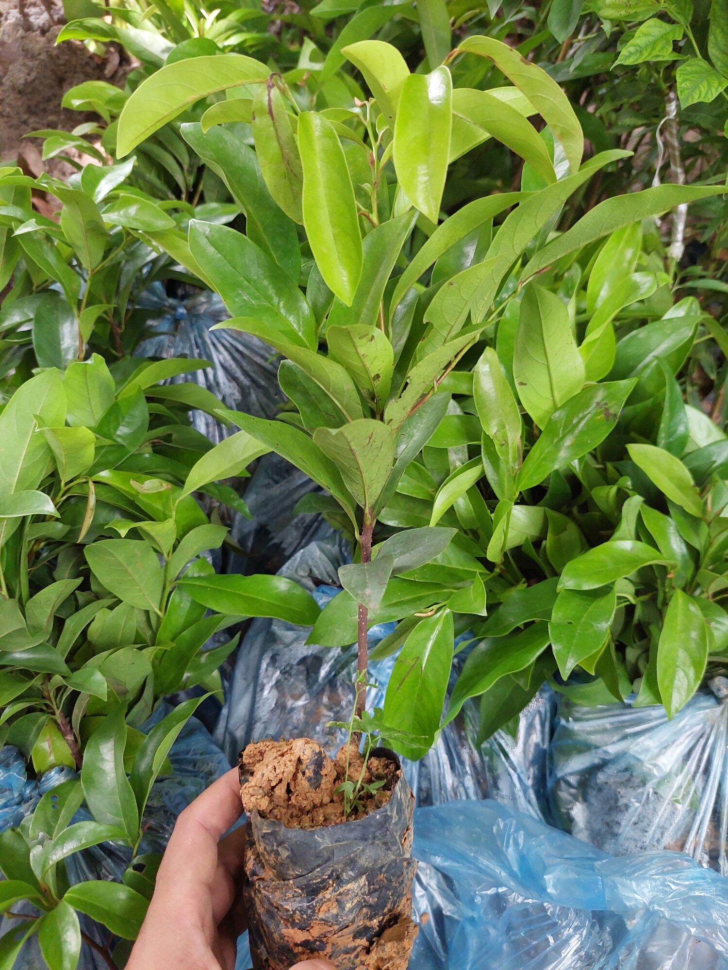 CÂY GIỐNG THỊ