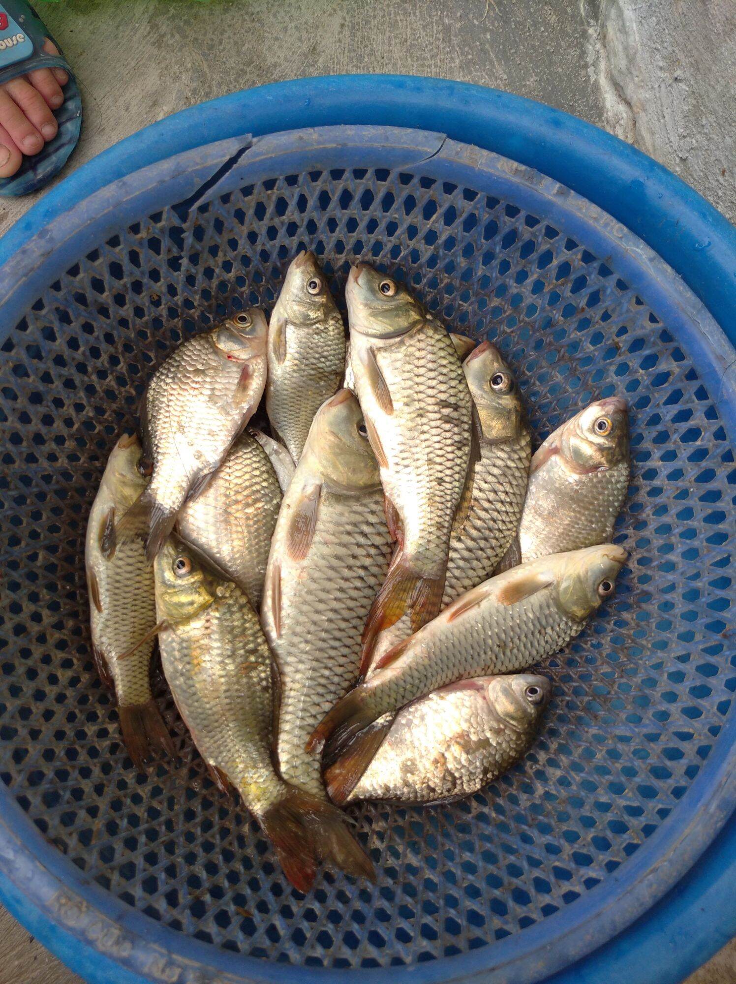 bột trùng quế, trùng chỉ chuyên câu chép, diếc, rô phi..