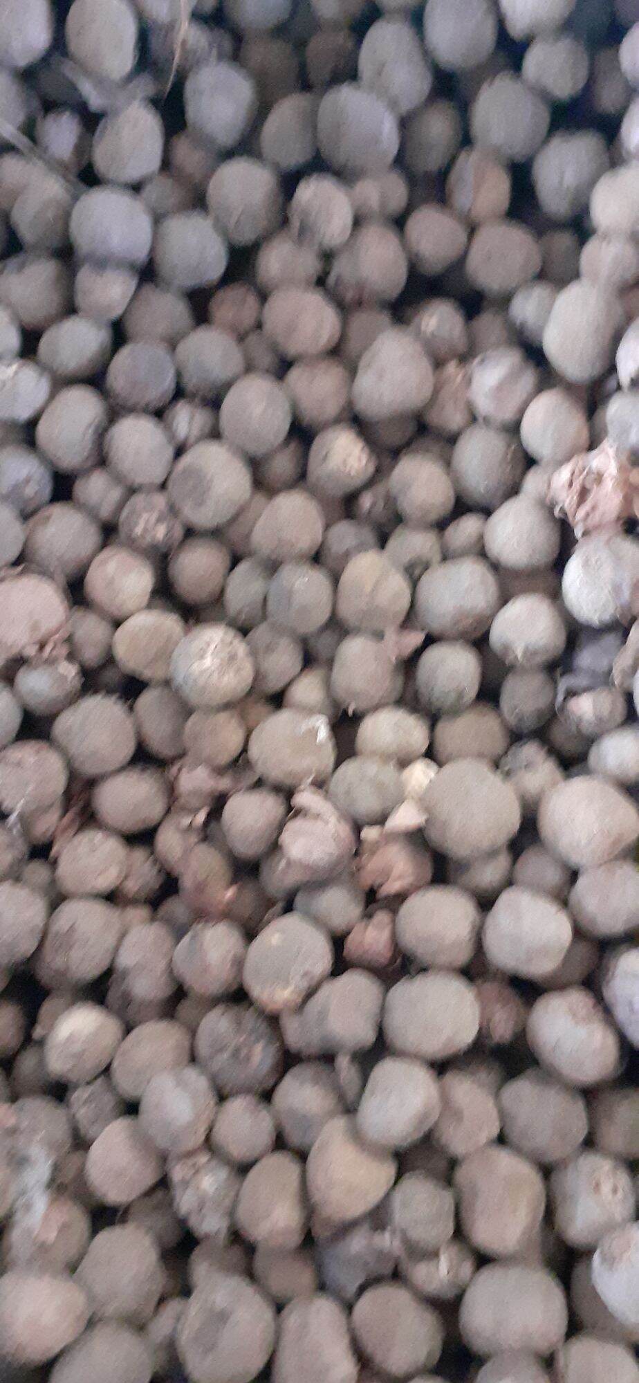 1kg Hạt cây tếch (Giá tỵ)