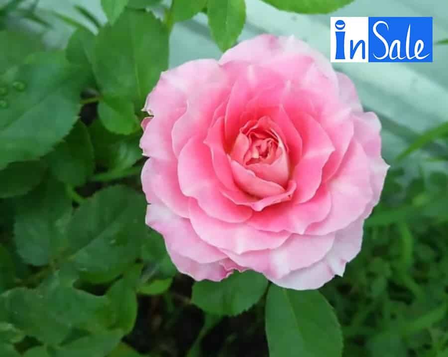 Hoa hồng Tezza Ruby hồng - hồng bụi mini say hoa