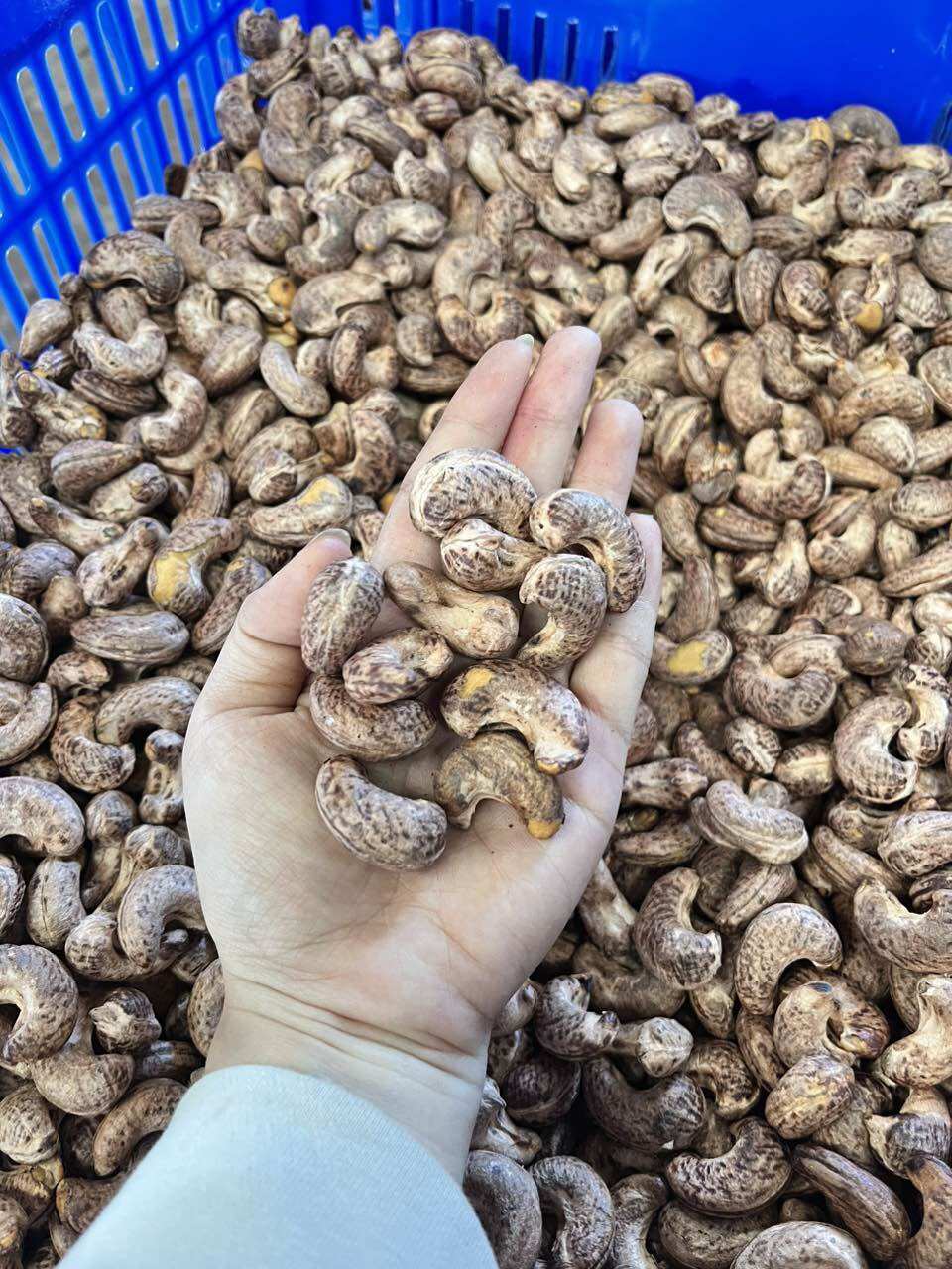 (HCM) Hạt điều Bình Phước các loại