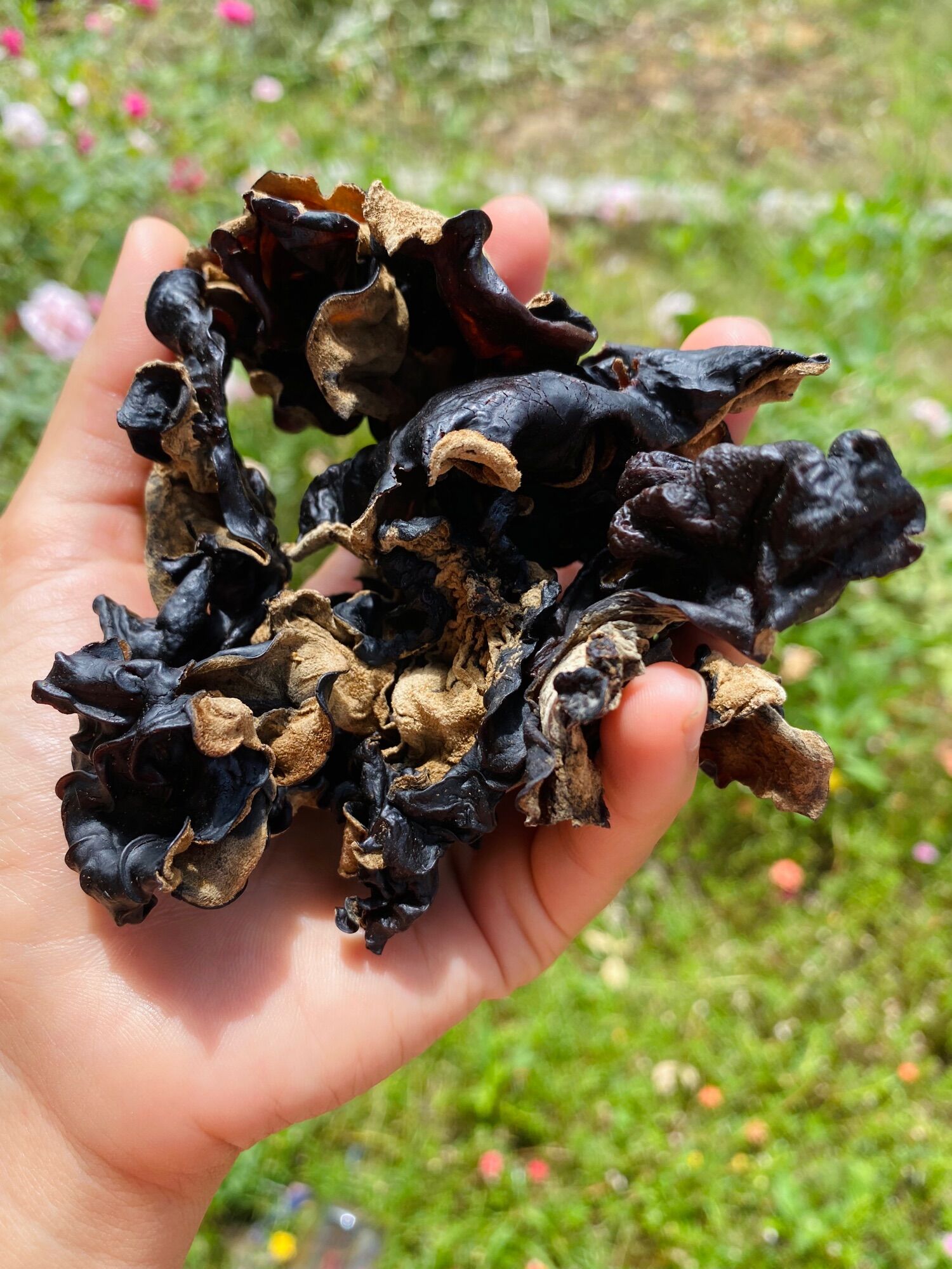 Nấm mộc nhĩ rừng