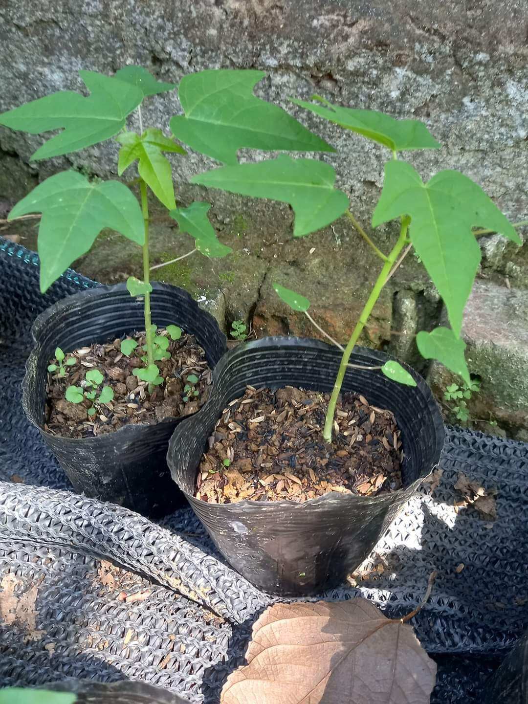 cây giống hoa đu đủ đực