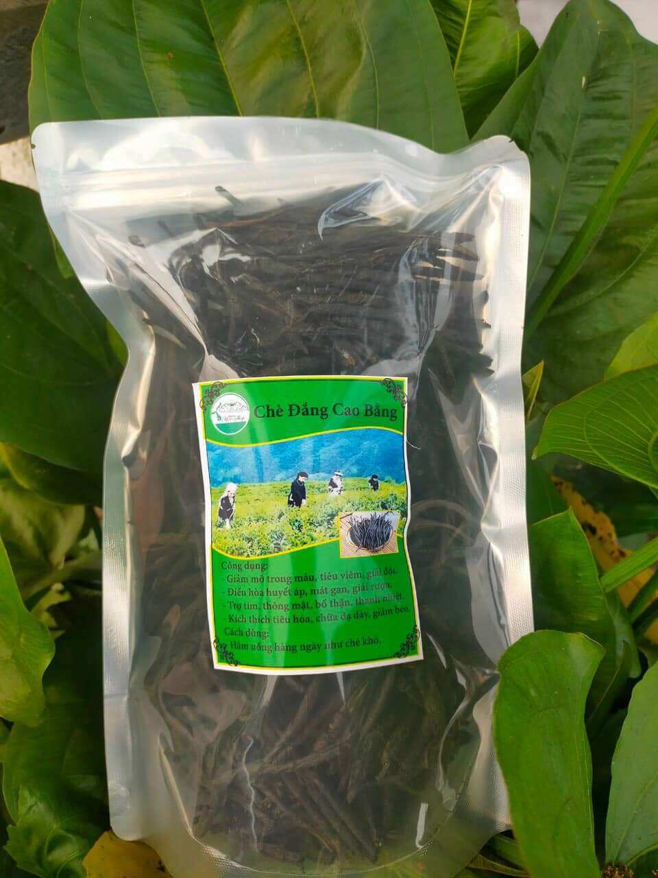 Chè Đắng Cao Bằng Khô 100g Đặc Sản Thiên Nhiên - Thanh Nhiệt, Bồi Bổ Sức Khỏe